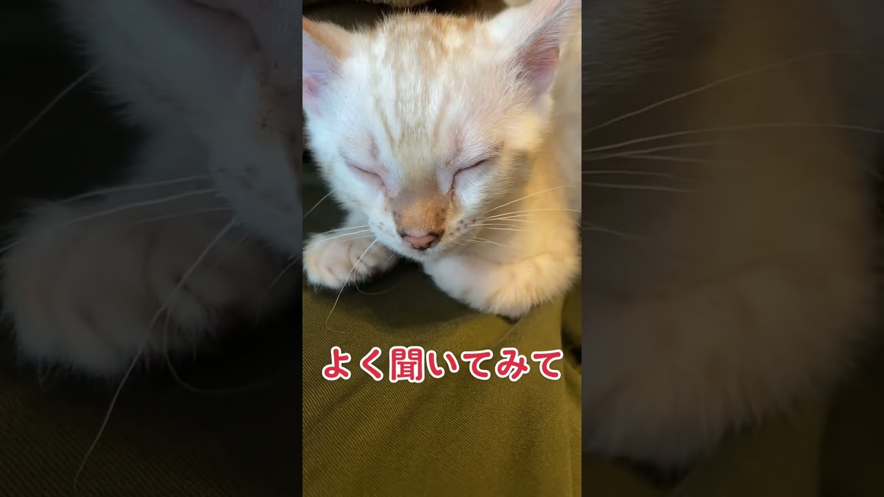 【子猫動画】ホワイトベンガル　生後3ヶ月半！　ゴロゴロ　ベンガル猫　#cat #bengalcat