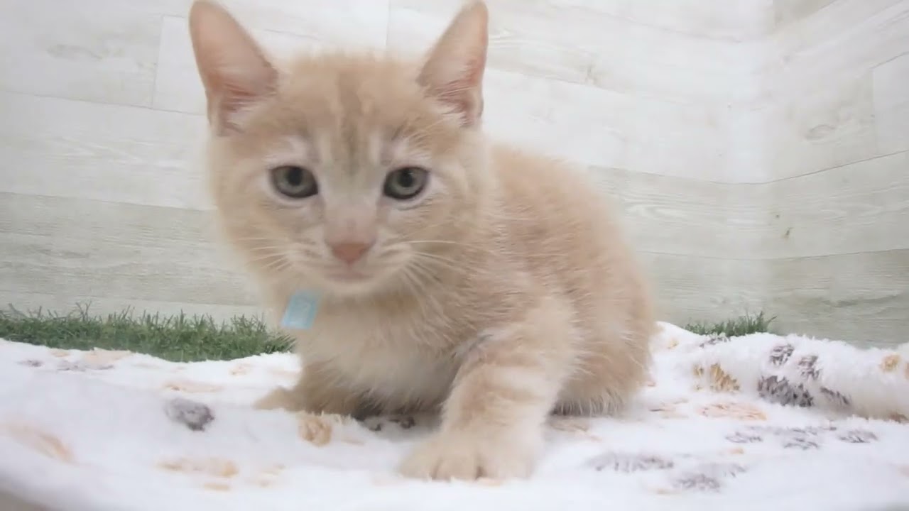 Coo&RIKU　No00631460 アメリカンショートヘアー