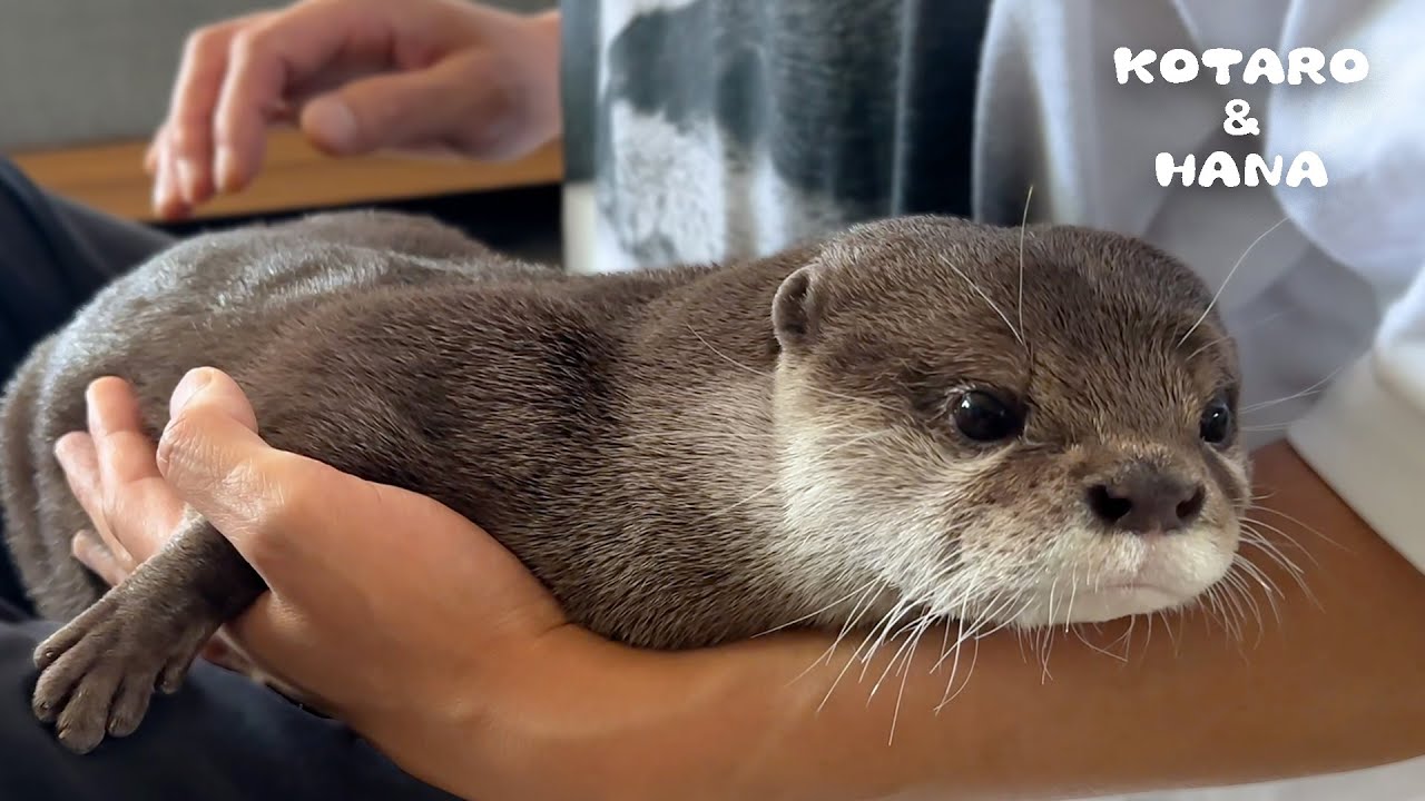 猫が好きな「おしりトントン」をカワウソの尻でやったらこうなる　Do Otters Like Butt Pats Like Cats Do?