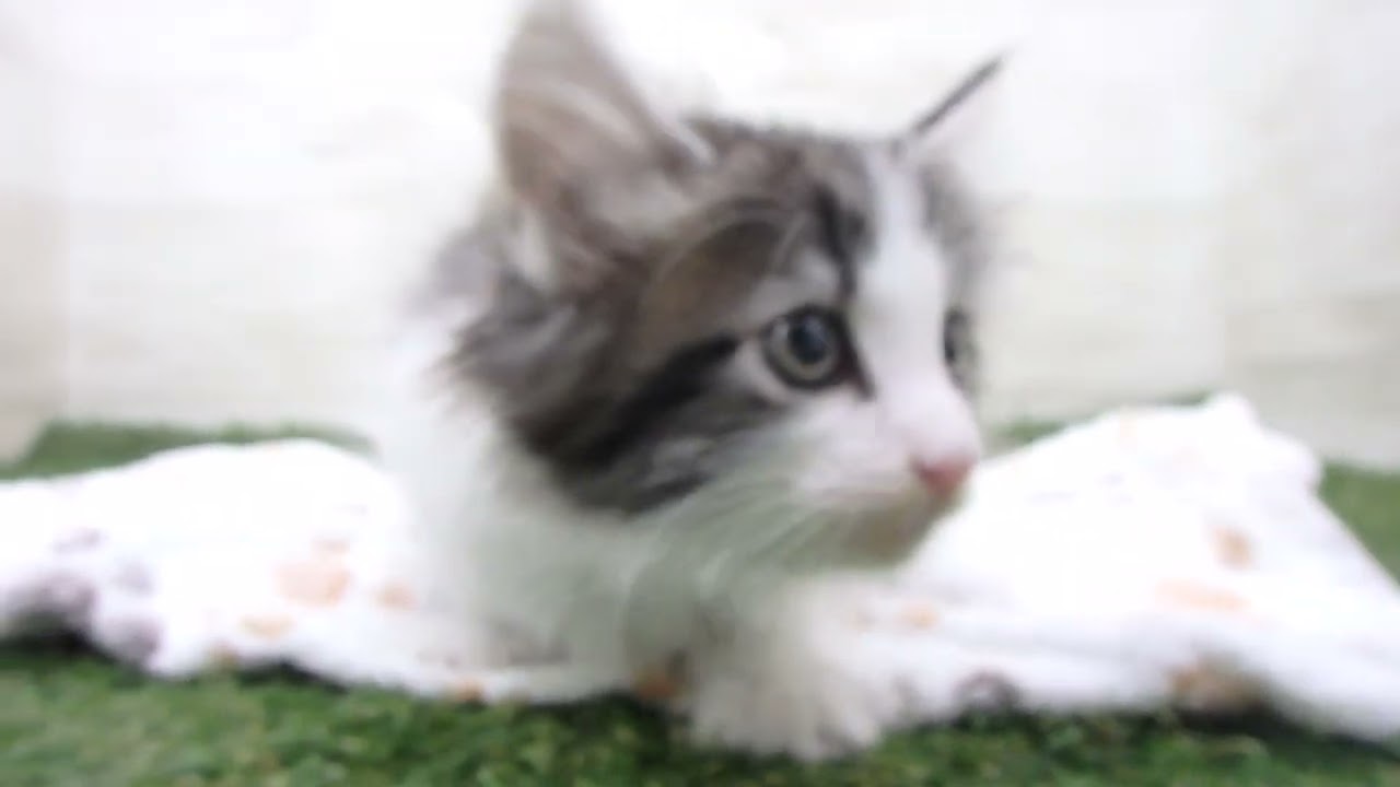 Coo&RIKU　No00634059 ノルウェージャン・フォレストキャット