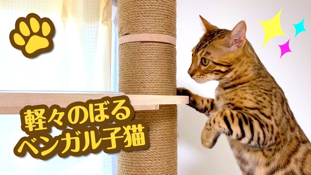 初めてのキャットタワー を軽々のぼるベンガル猫