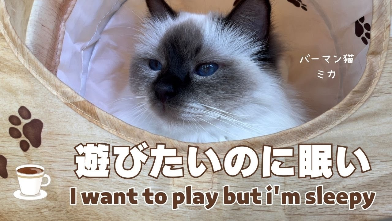 バーマン猫ラフ【遊びたいのに眠い】I want to play but i'm sleepy（バーマン猫）Birman/Cat