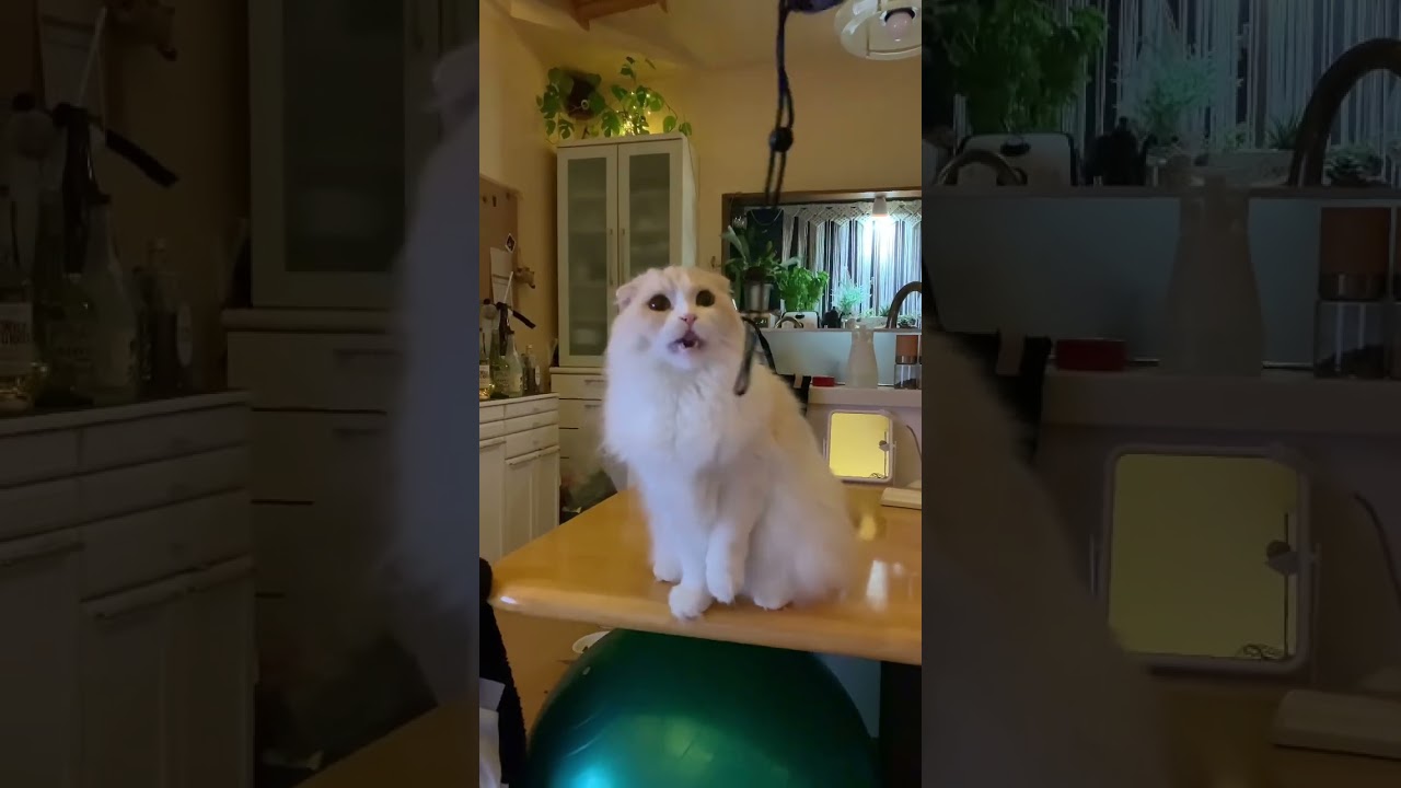 ジャブジャブストレート！特訓スコティッシュフォールド もふもふボクサー 猫動画 猫かわいい動画 猫カフェ気分 長毛猫 @minamin.ch.2022