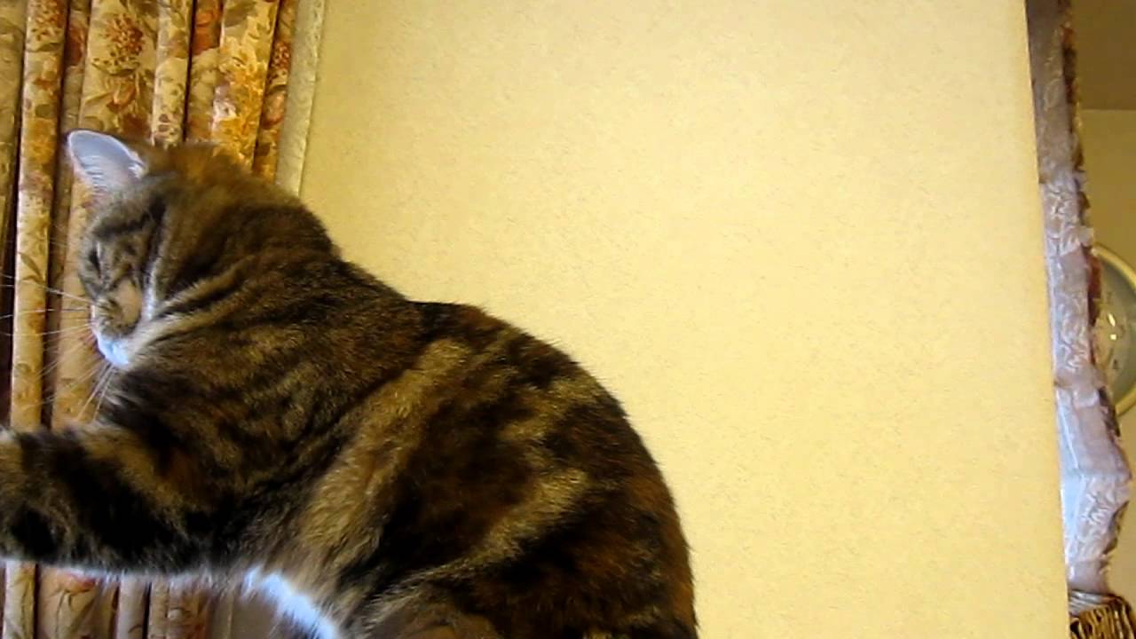 アメショー　モコ　へなちょこパンチ