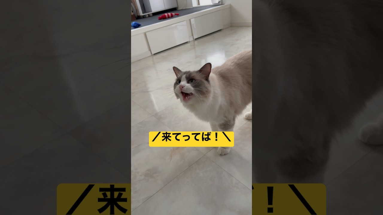 なかなか来ないパパさんに根負けした末っ子ラグドールのレイくん【日常】 #cat #ragdoll #ラグドール #猫 #shorts