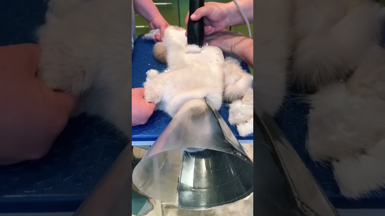 National Cat Day 2021 US ✨ National Cat Show 2021 ✨ Manx Cats ✨ Happy International Cat Day 2021