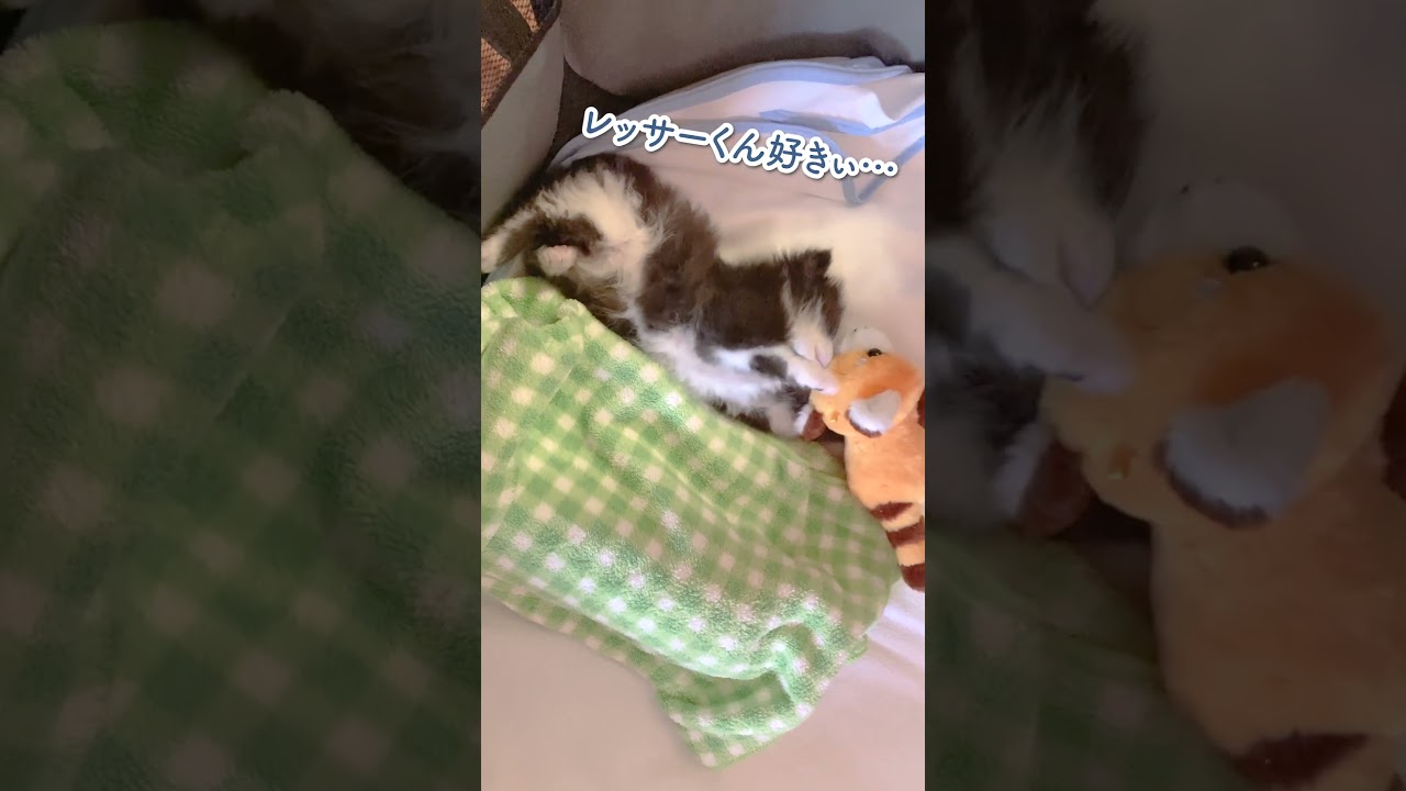【子猫動画】遊び方がマジで人間の赤ちゃんみたい #shorts