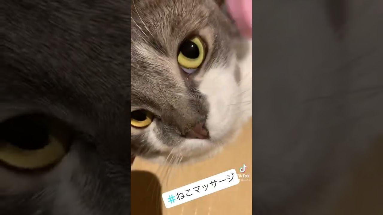 本日もねこマッサージやさん開店中【たぴ・アメリカンカール】