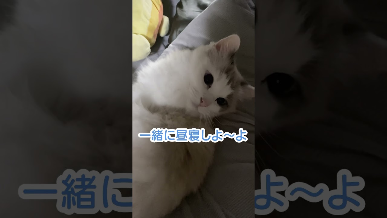 昼寝に誘う猫 #shorts #猫 #ラグドール