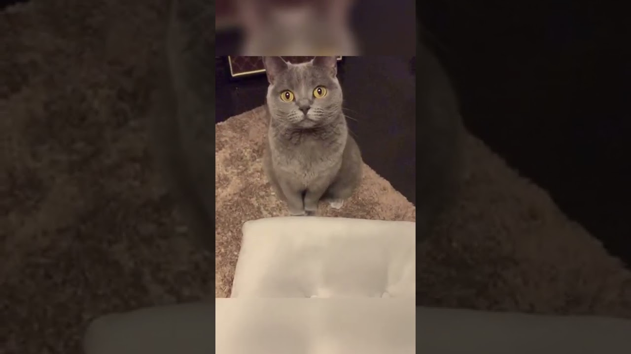 【シャルトリュー】ウインクする猫【Chartreux cat】