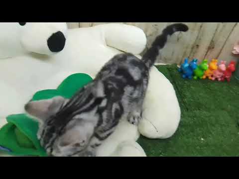 Coo&RIKU　No626231　アメリカンショートヘアー