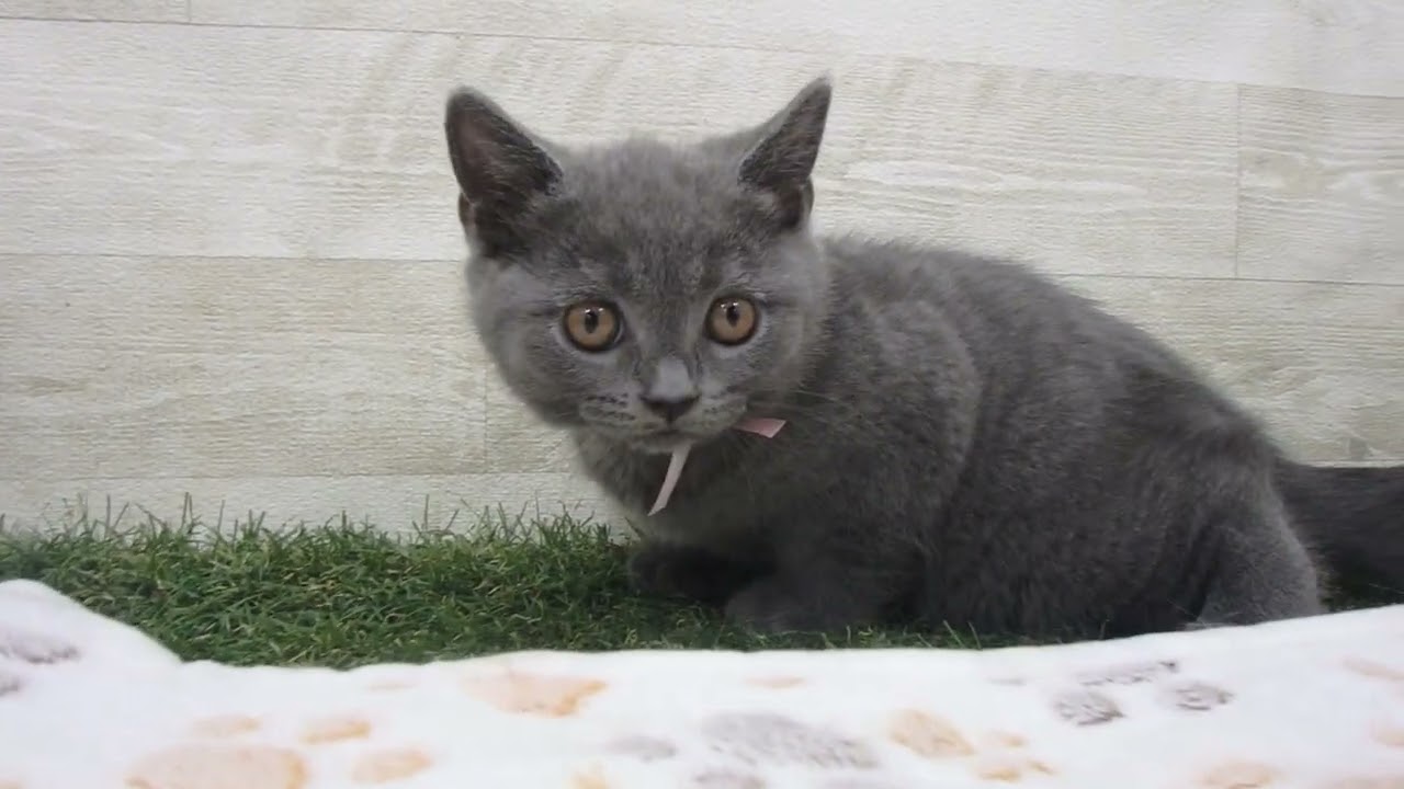 00601211 ブリティッシュショートヘアー