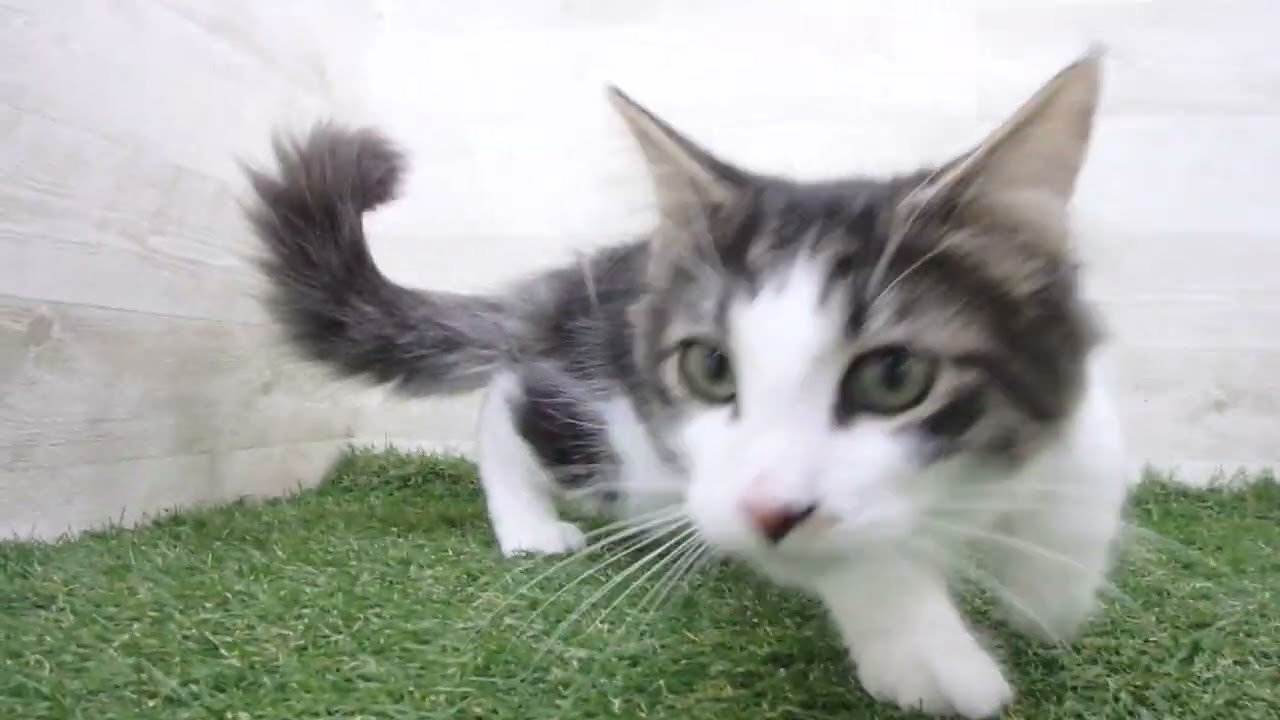 Coo&RIKU　No00627326 ノルウェージャン・フォレストキャット