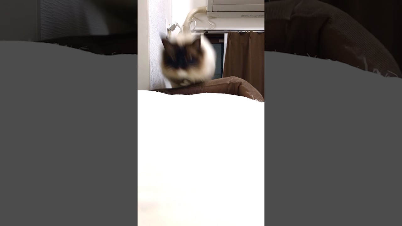 ラグドールねこの宮ちゃんの逆襲！