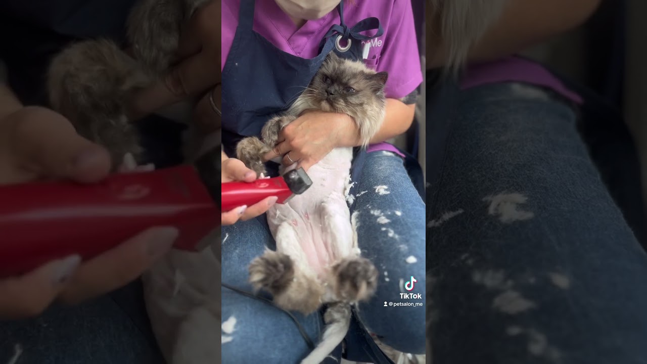 ヒマラヤンのれいちゃんが来てくれました　京都市南区　ペットサロンみぃ〜