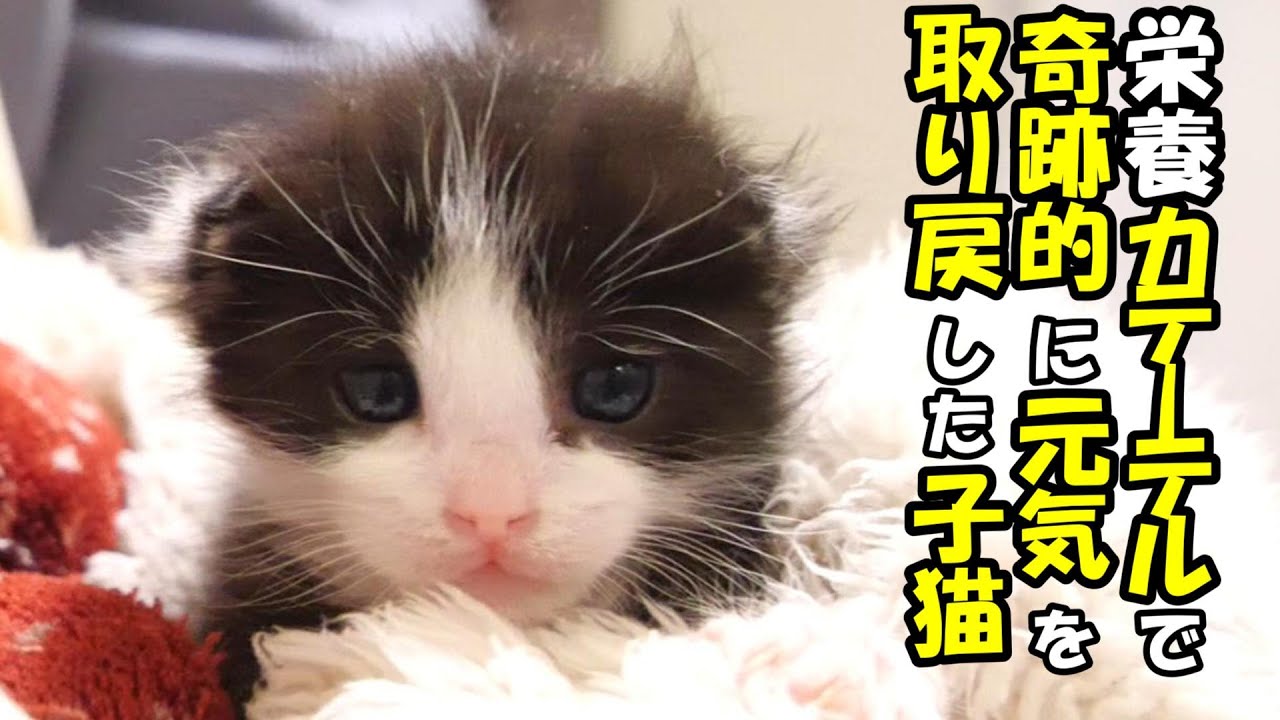 ありがとう。栄養カテーテルで奇跡的に元気を取り戻した子猫に感謝する。【赤ちゃん猫　保護猫】