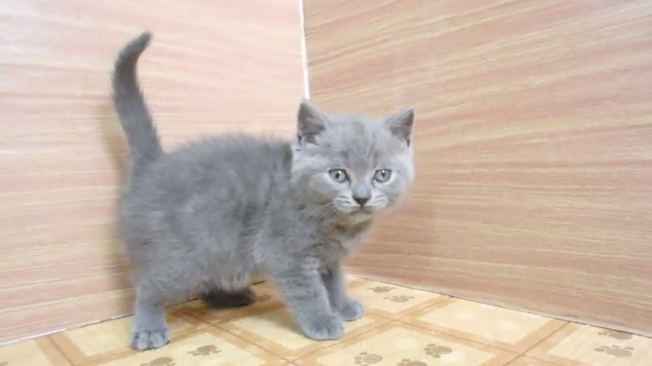 Coo&RIKU　No00628640 ブリティッシュショートヘアー