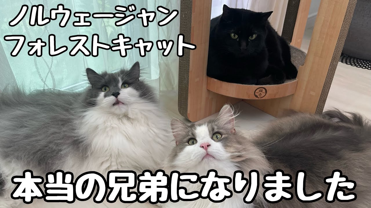 【ノルウェージャンフォレストキャット】やんちゃな子猫がやってきて本当の兄弟になりました♡