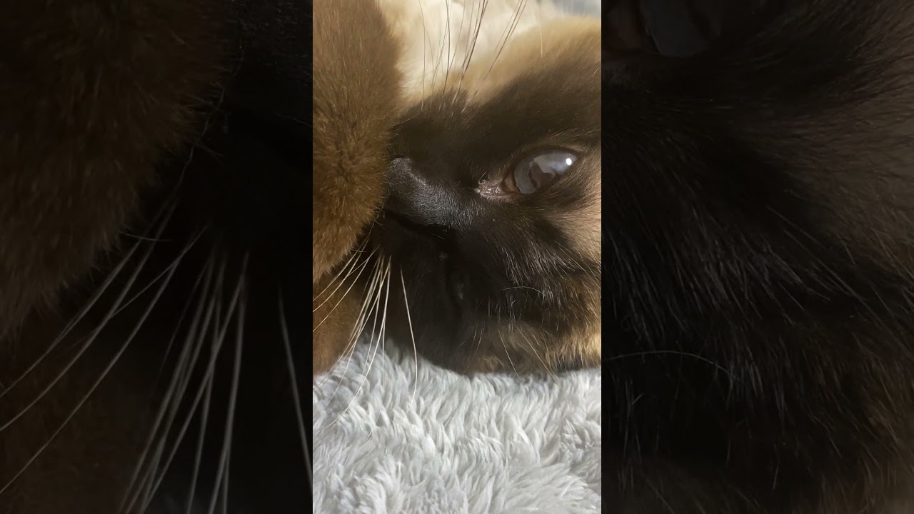【2023.05.19】今日のシャム猫のふくさん（音無し）【たぬき猫】 #shorts 寝てます