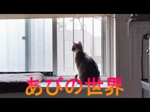 ネコ動画あび＃1419　あびの毎日　アビシニアン　あび