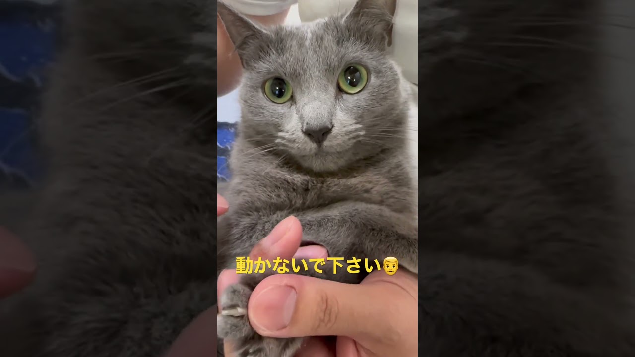 爪切りを一生懸命に頑張る猫（ロシアンブルー）#shorts