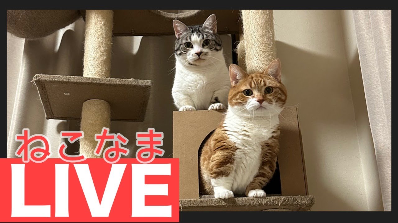 映像は猫だけど…まぁ短足で可愛いマンチカンでも見て癒されて【音量0推奨】