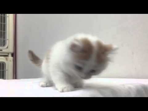 マンチカンのロング 女の子