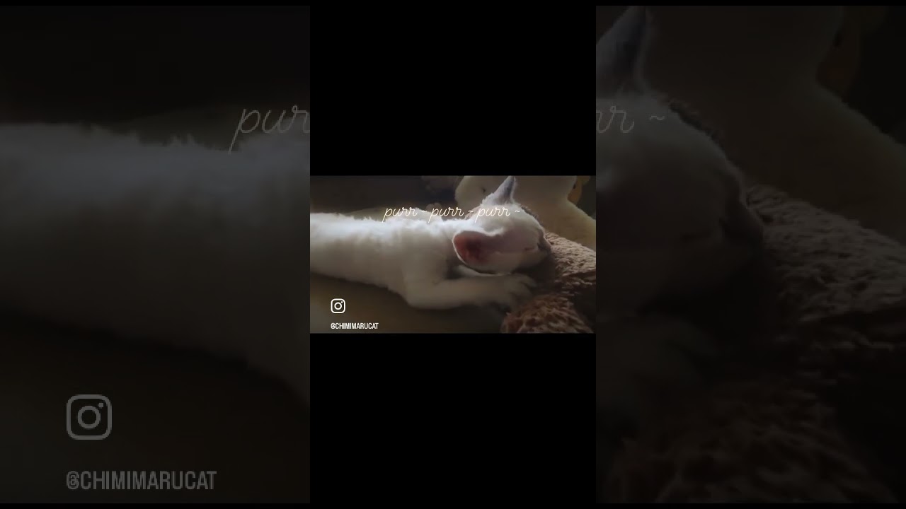 Purring to his therapy dog plushie Milo 🐈🧡🐕 #cat #kitten  #devonrex #デボンレックス #shorts #子猫