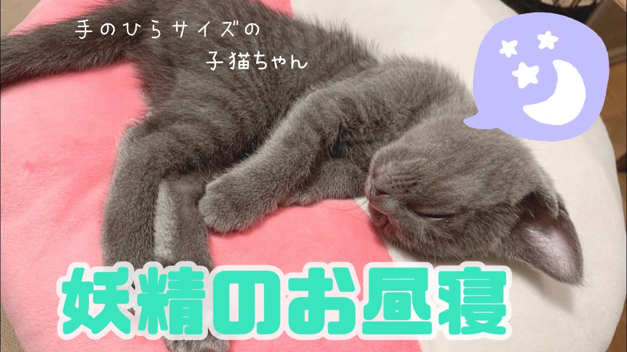 【猫】妖精のような子猫のお昼寝が可愛すぎた