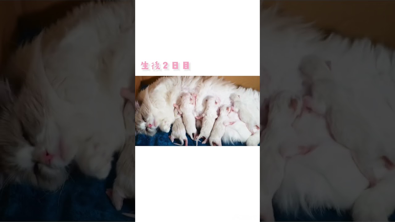 生後2日目♡ミルクをあげながらフミフミっ！ #ブリーダー #ラグドール #子猫