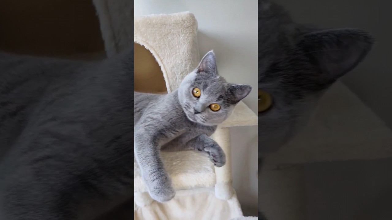 朝からしつこくモフられて、逃げる猫