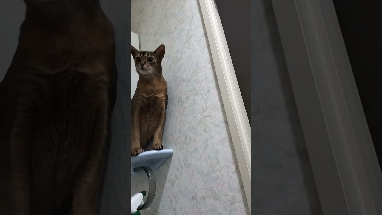 ネコ動画あび＃1403　あびの毎日　アビシニアン　あび