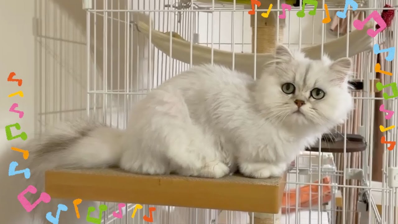 【ペルシャ猫】ひめちゃん落ちちゃった💦ペットカメラが衝撃的な映像を捉えてました