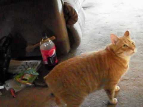 Fetching Manx Cat Best Ever
