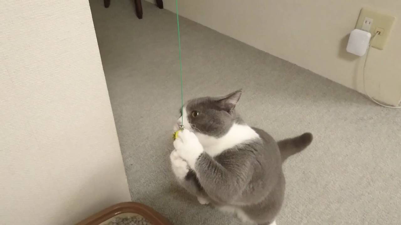 ドギーマン じゃれ猫 びょーん ミツバチ ｜ ブリティッシュショートヘア 猫の小鉄
