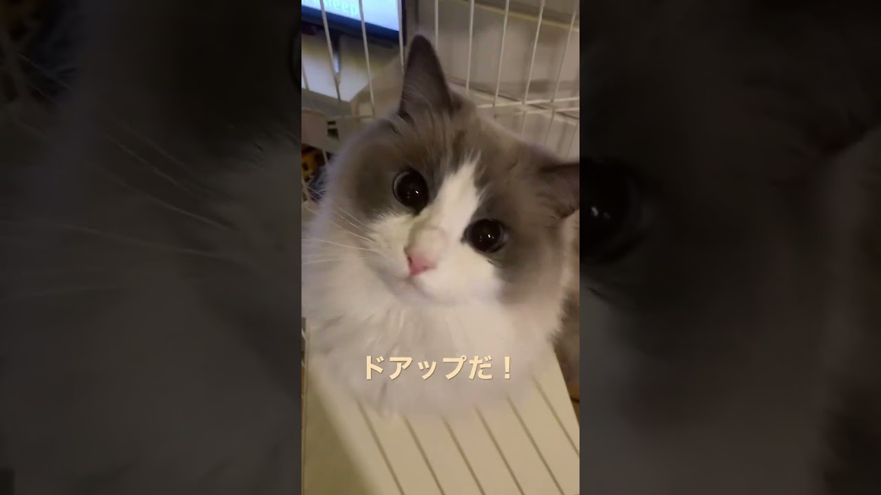 ラグドールのドアップ！ もふもふ かわいい猫動画 猫癒し動画 猫かわいい動画 ぬいぐるみ猫 長毛猫 小さいラグドール @minamin.ch.2022
