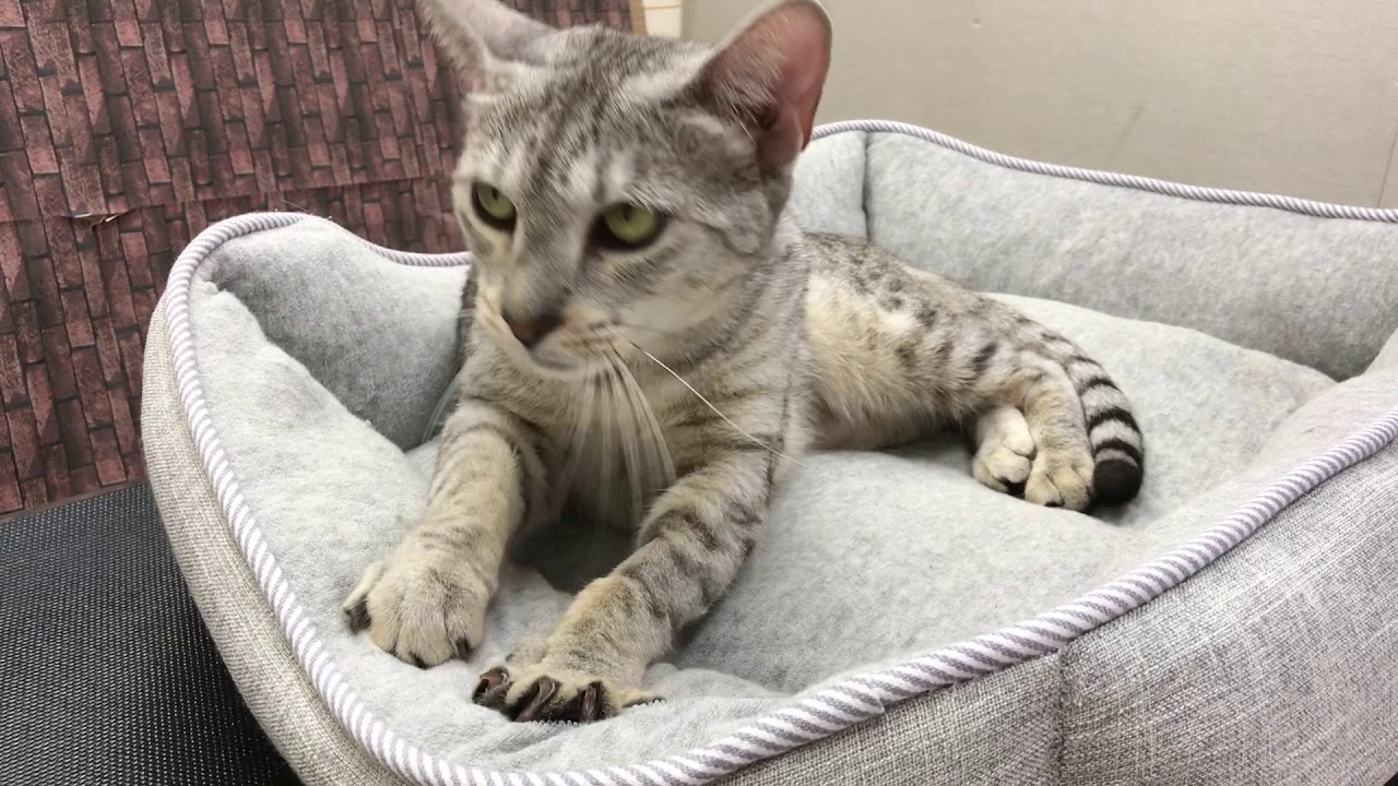 Coo&RIKU　No281881　エジプシャンマウ