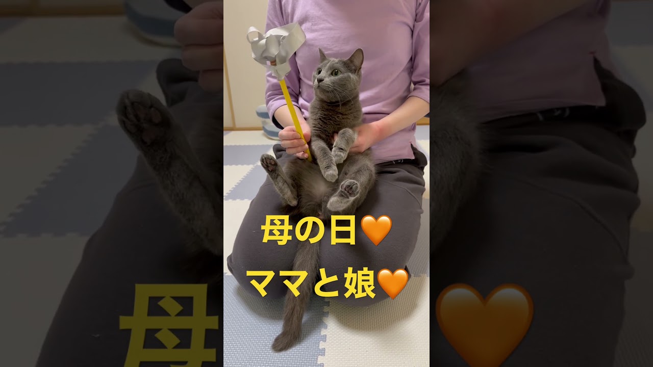 仲良し母娘👩🐱の母の日（ロシアンブルー）#shorts
