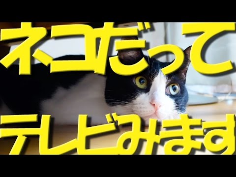 リコと一緒【世界ネコ歩き（ギリシャ・ハバナ）】