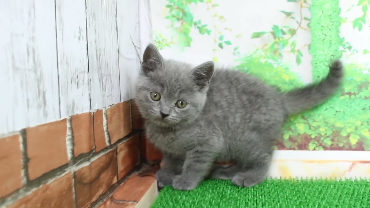 ペットショップcoo&riku No.626832 ブリティッシュショートヘアー