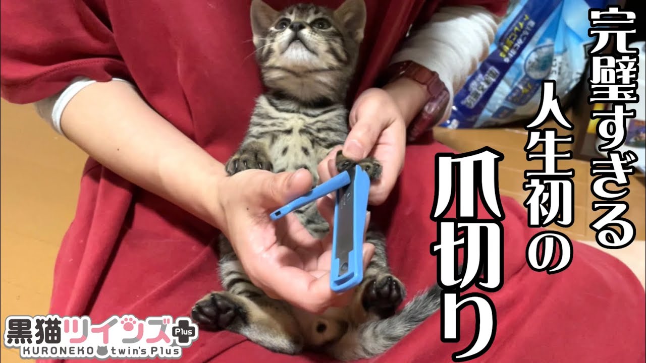 子猫の爪切りをしたら、まさかの完璧すぎる対応にビックリしました
