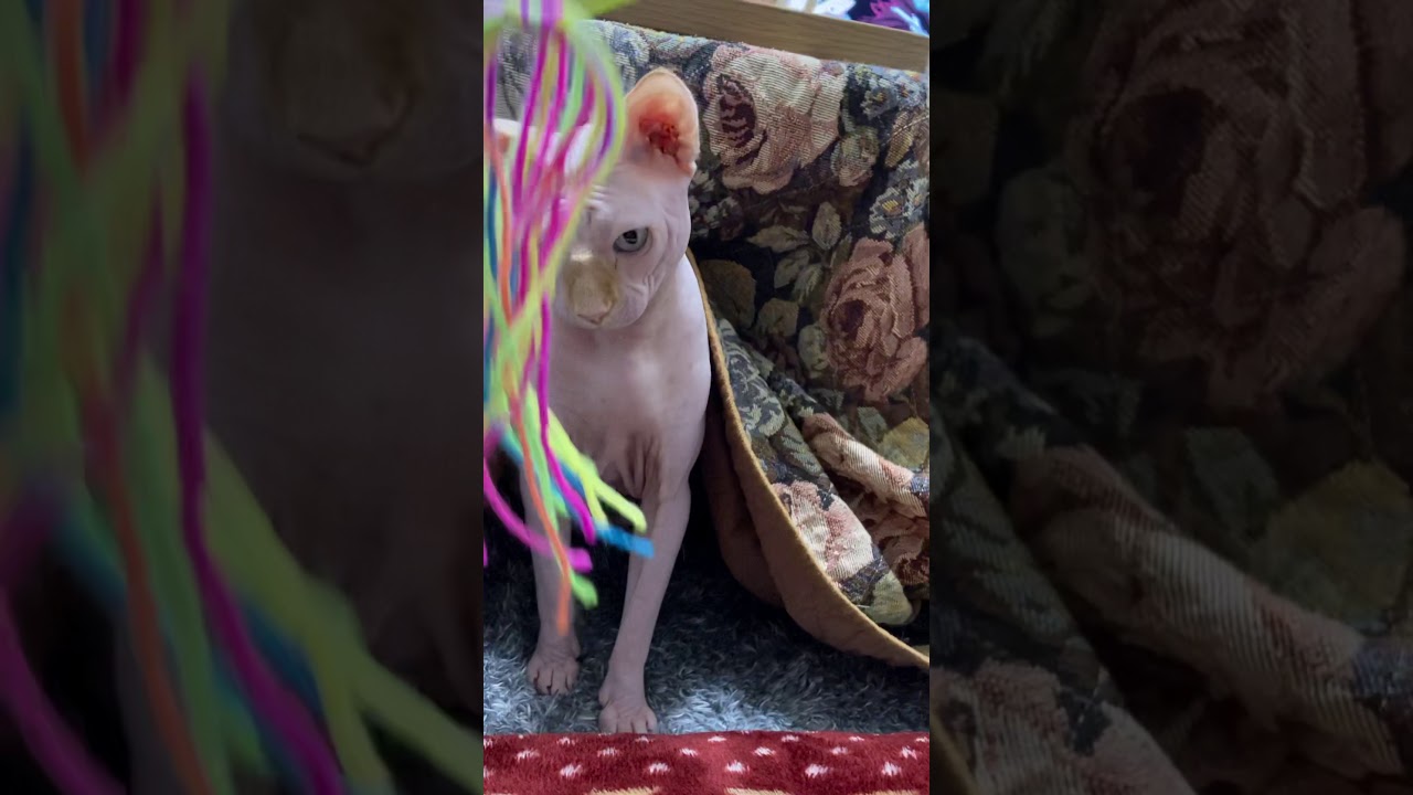 スフィンクスねこ、遊ばれる。