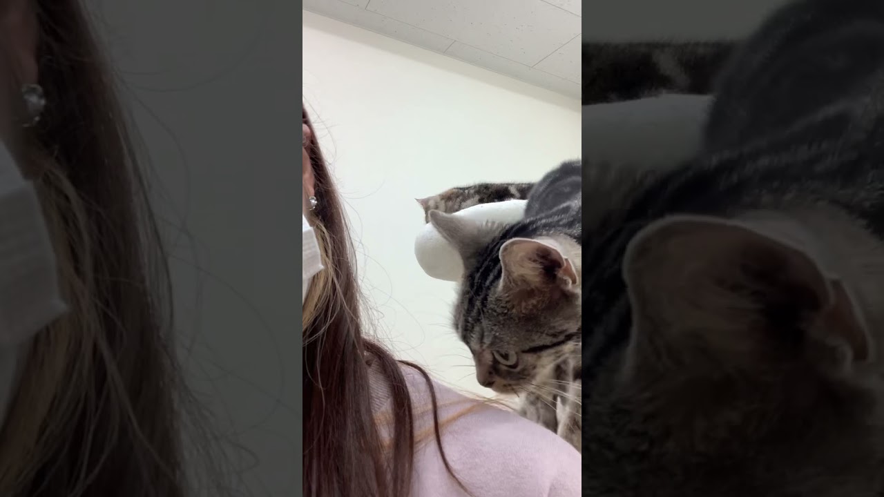 🖤🌾 #アメリカンショートヘア #アメショ #猫 #ねこかわいい #ねこ動画 #猫好きさんと繋がりたい #猫のいる暮らし #猫との暮らし #ねこかわいい #ペットモデル大募集 #shorts