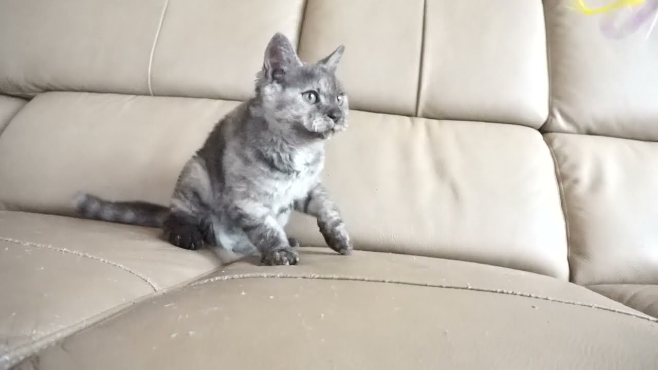 セルカークレックス子猫　2023.1.5産まれ 　クリーム　女の子　シーダキャット猫のお店　Selkirk Rex