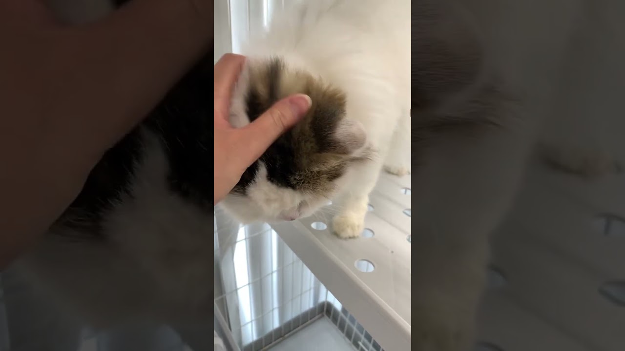 💭#スコティッシュフォールド #おはぎ #猫 #猫好きさんと繋がりたい #猫のいる暮らし #ねこ動画 #ねこかわいい #ねこ部 #ねこのいる生活 #ペットモデル大募集 #shorts