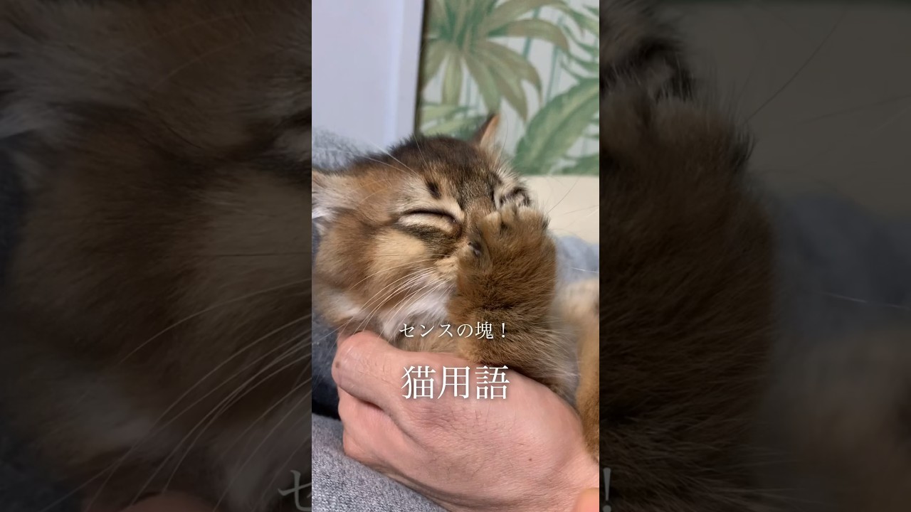 面白すぎる猫用語／やんのかステップ