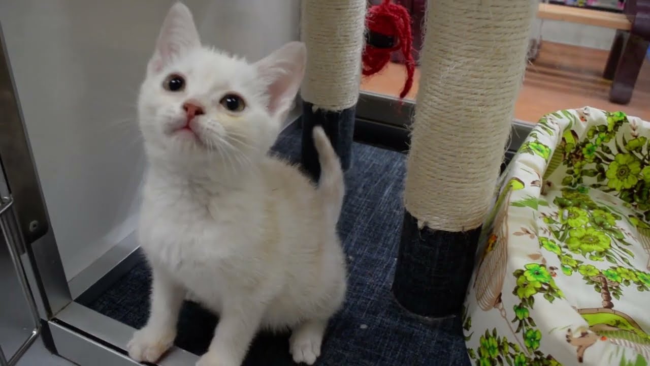 アメリカンショートヘアー　女の子