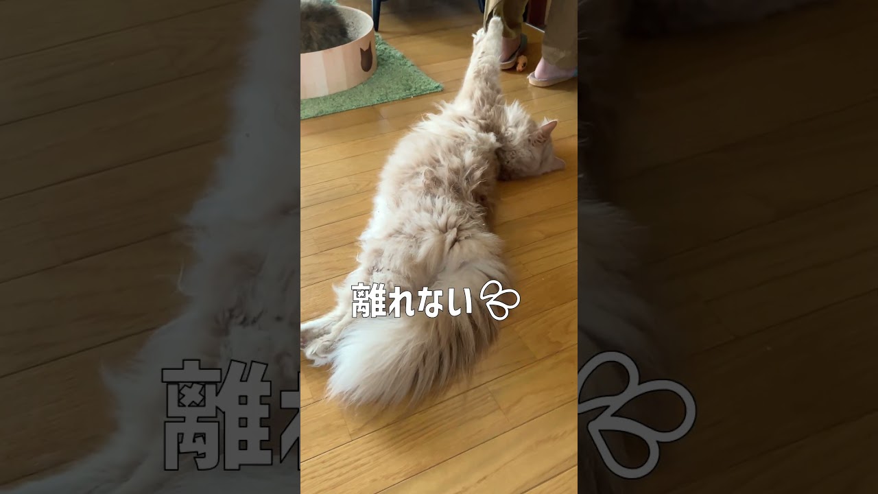 お待ちくだされ① 飼い主を引きとめたい猫【サイベリアン】 #shorts
