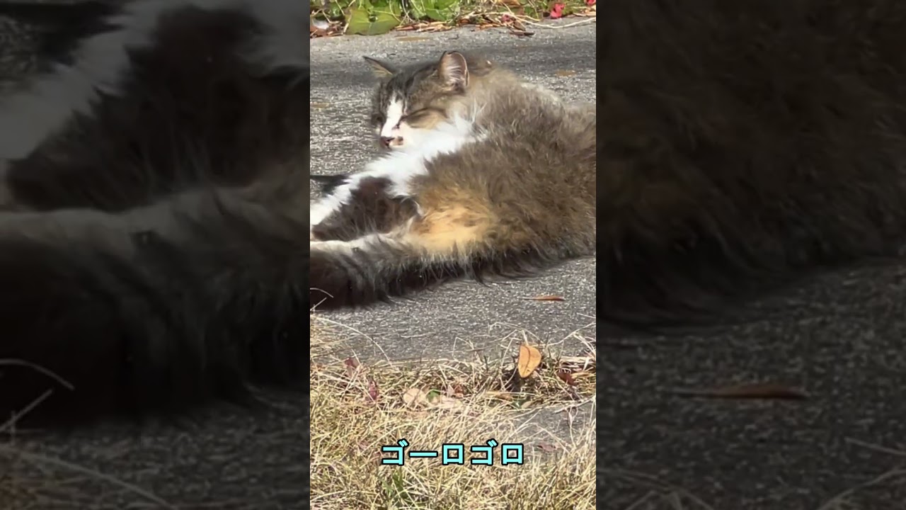 【初対面の猫】メインクーン風の猫に偶然出会って声をかけたら、意外な反応が！再会すると鳴き声で挨拶してくれた！【オリジナル】#shorts#cat#猫動画