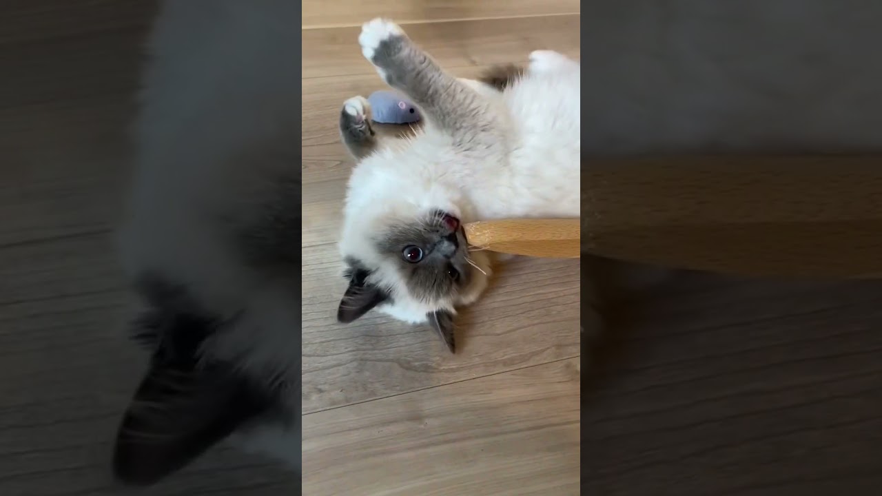 いたずらをごまかす子猫 #ねこ #猫 #子猫 #ラグドール #shorts